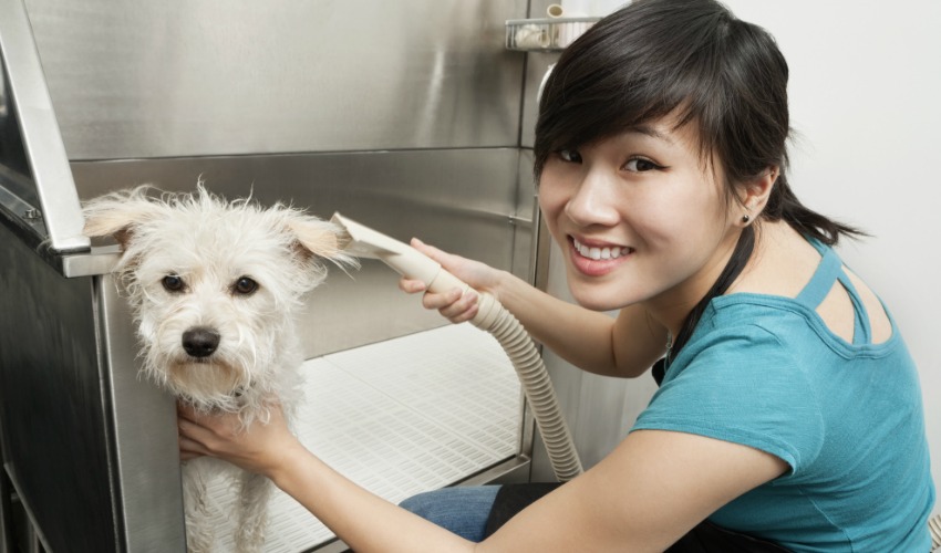 become a dog groomer