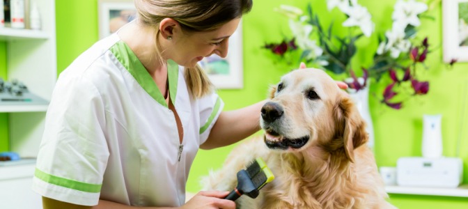 Your client is in a hurry, and her dog has just hopped up on your grooming table. What do you do first?