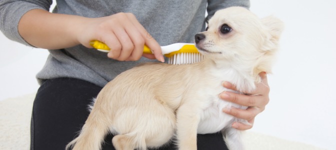 Should you advise your dog grooming clients to brush their pup between groomer visits?