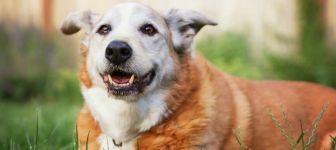 When grooming an older dog, which area of its body should you start with?