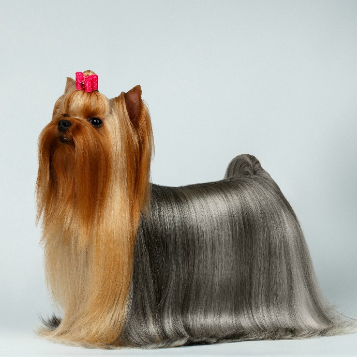 dog grooming best practices