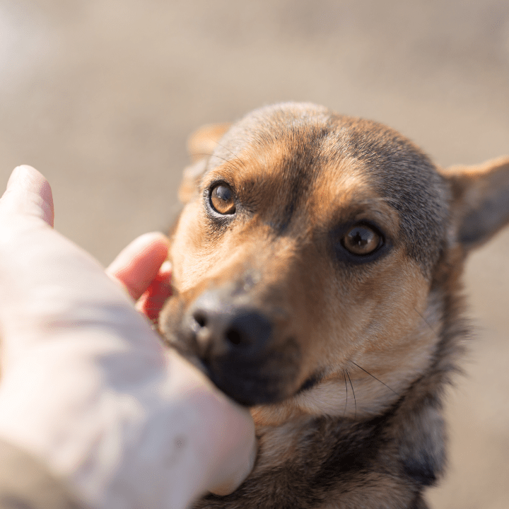 dog weasel hand on nature