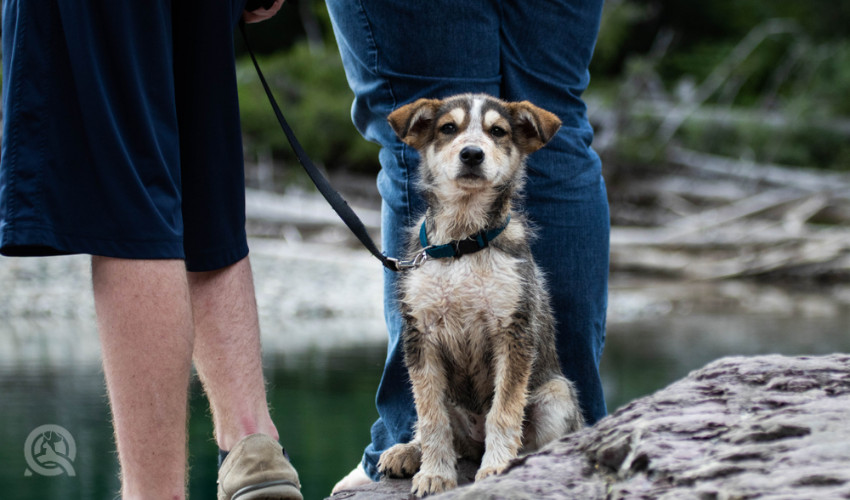 dog with owners going on a hike