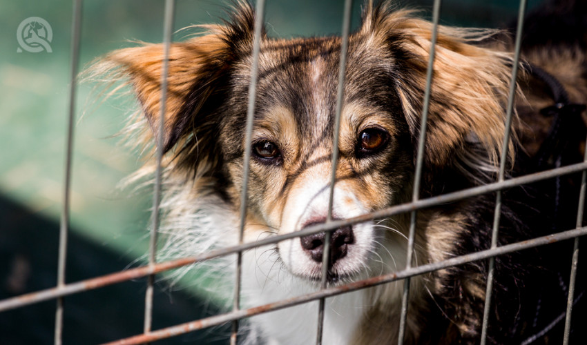 rescue dog behind a cage in need of a groom