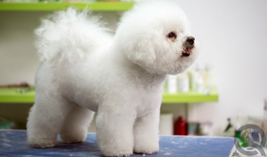 become a dog groomer