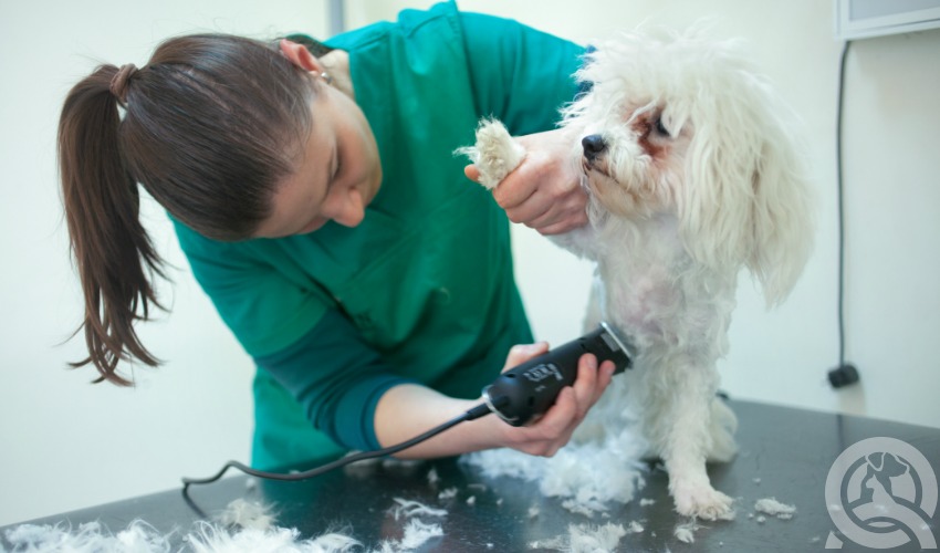 dog groomer