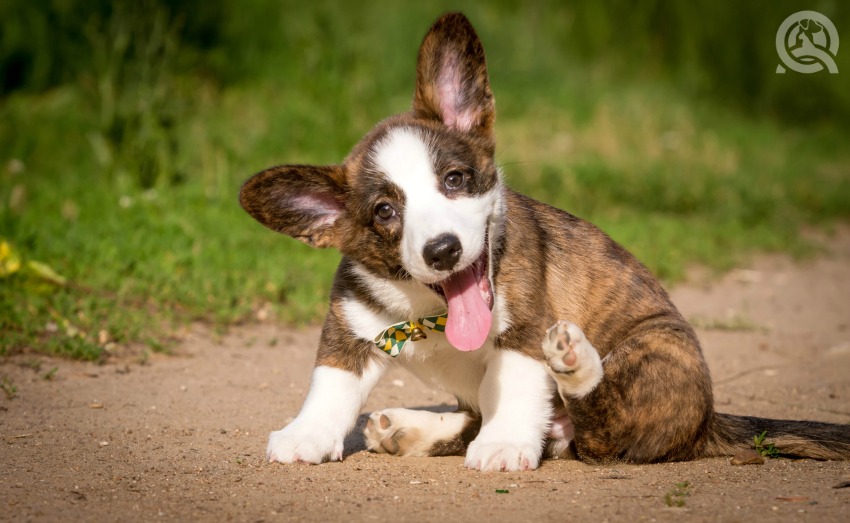 Smaller family-friendly dog breeds