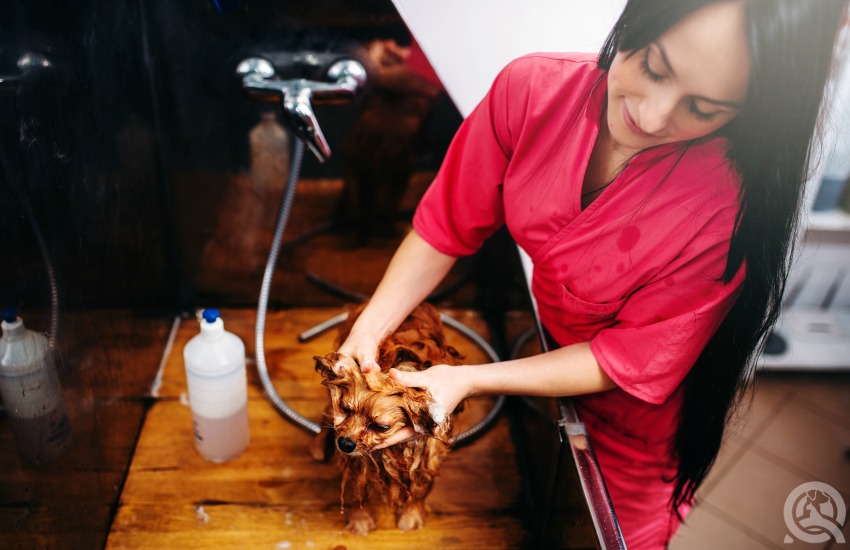 Woman learning dog grooming in class