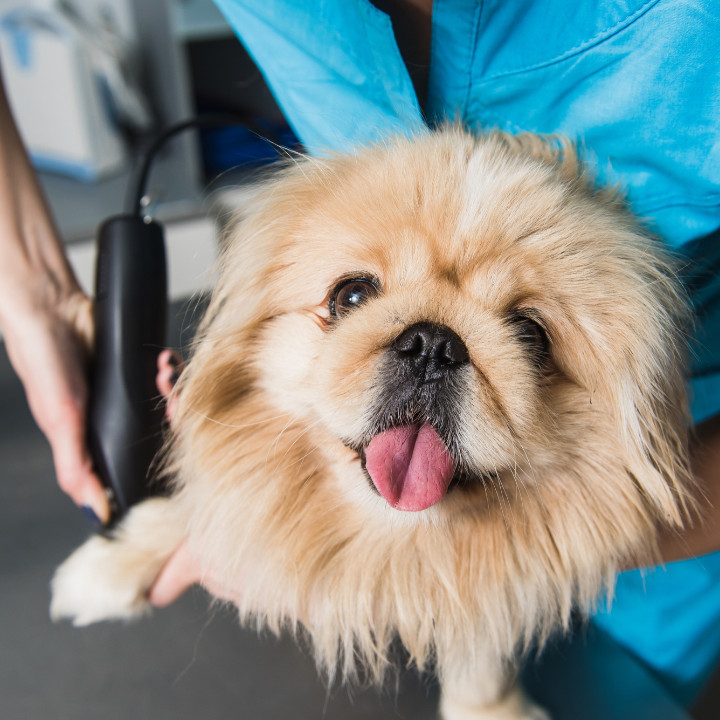 dog grooming school student grooming a happy dog