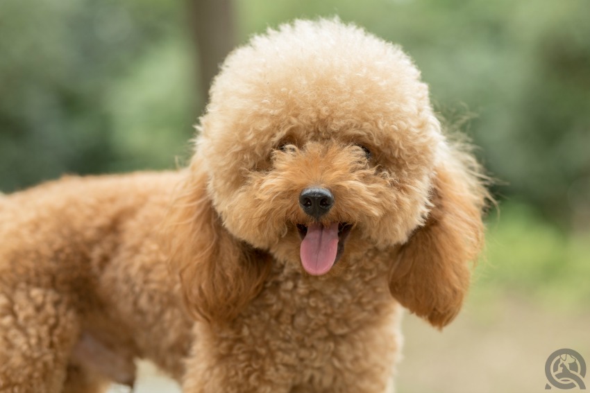 Opening a grooming salon