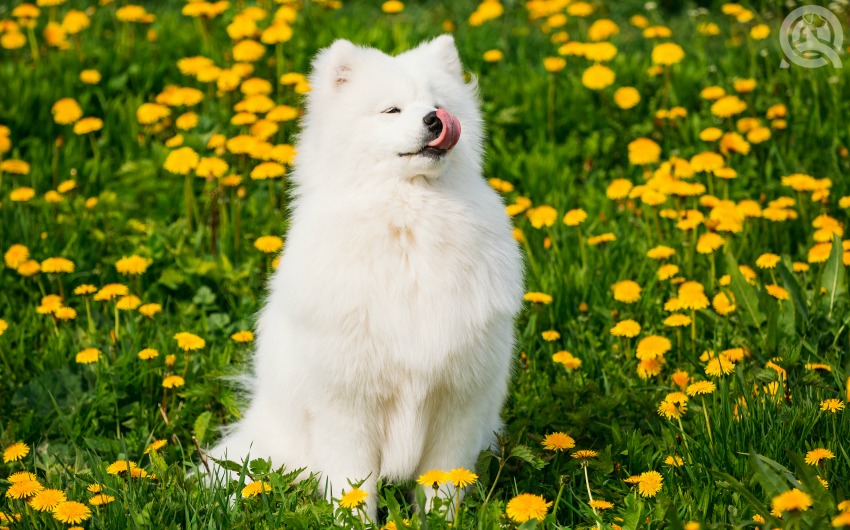 Grooming Long-haired Dogs