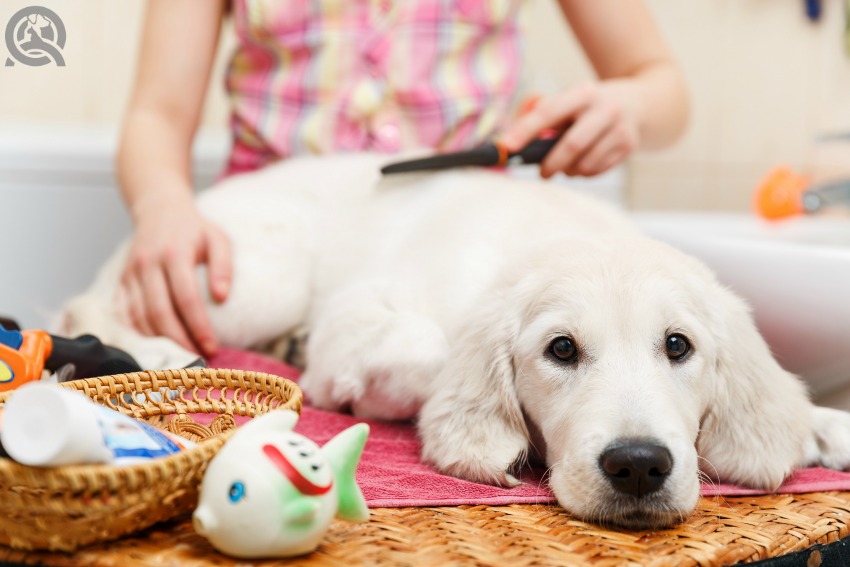 Certified dog groomer earning salary in pet salon