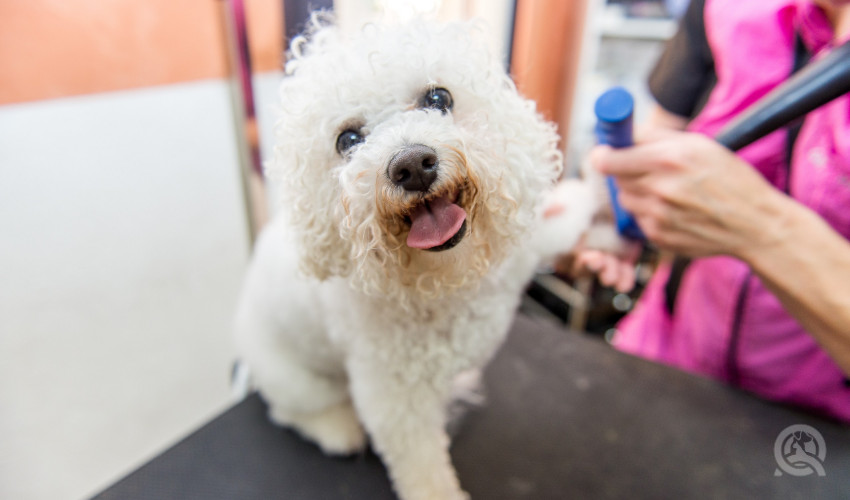 bichon frise professional dog groomer