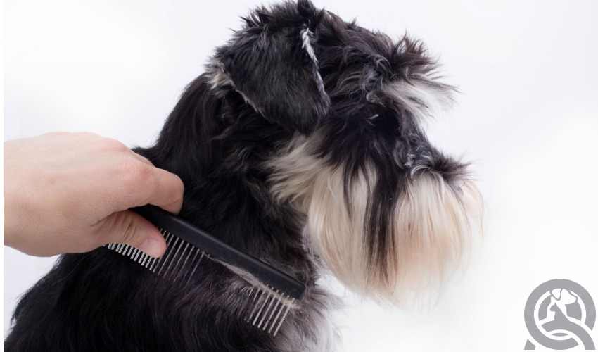 dog grooming course