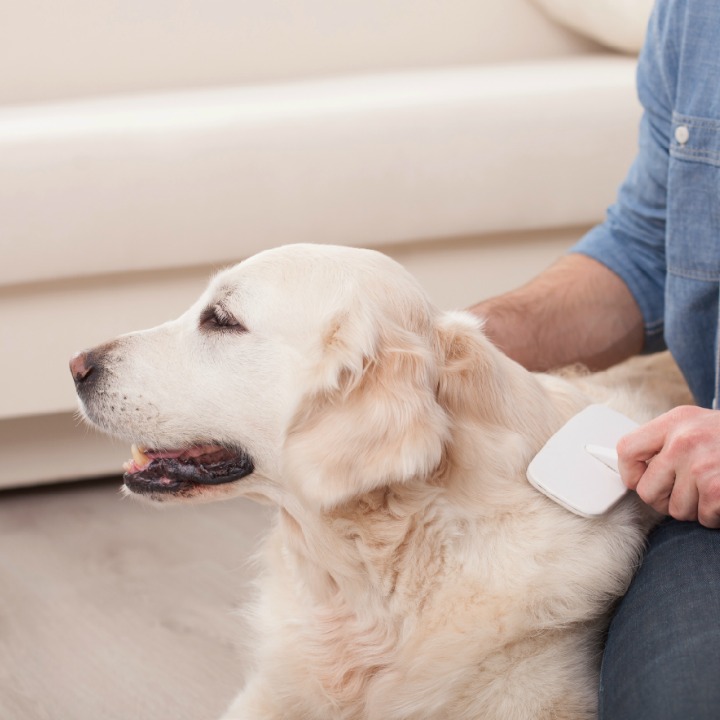 dog grooming course