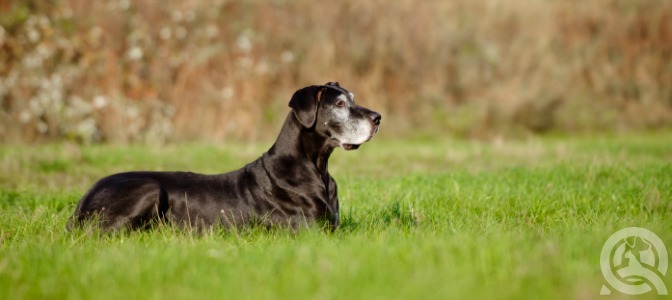 Why do dogs kick backward after doing their business?