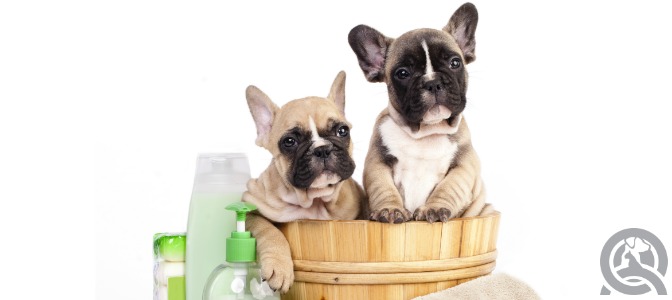 What does it mean when a dog has a strong odor?