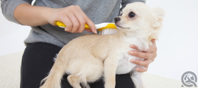 If you’re grooming an anxious dog, how do you ensure he’s comfortable for the duration of the groom?