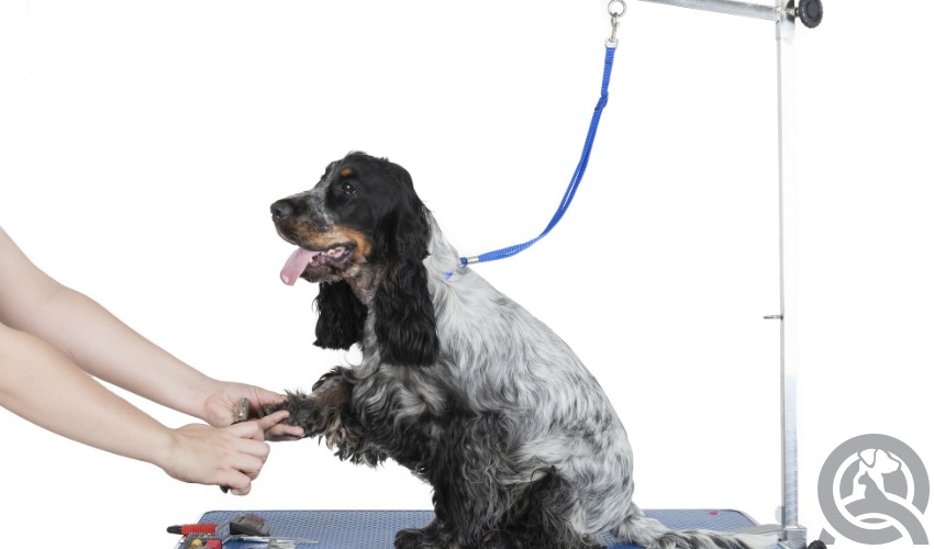 become a dog groomer