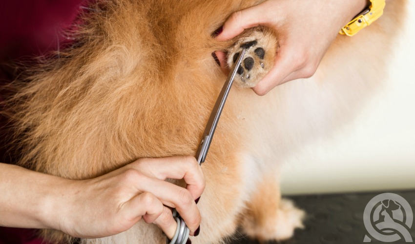 dog grooming class