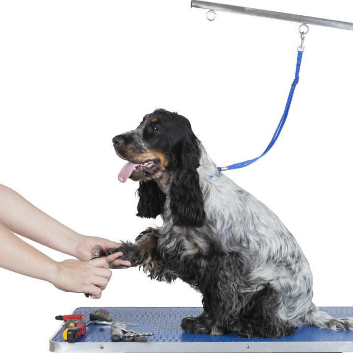 dog grooming course