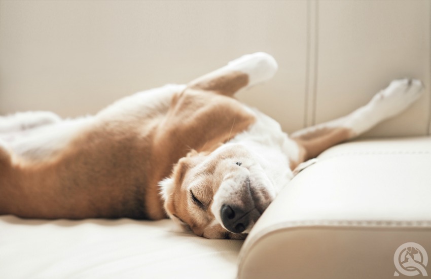 Working with dogs as a pet groomer