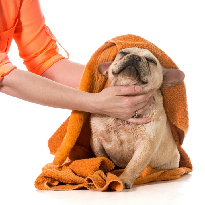 Pet Owner Learning to Groom a Dog