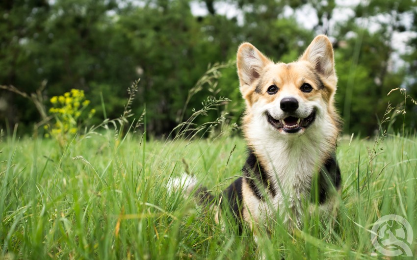 Pet first aid kit for travel