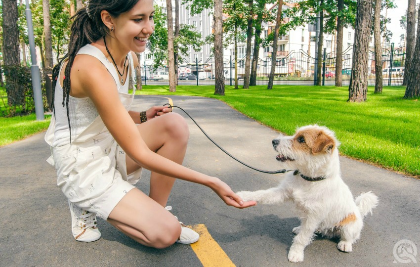 Get experience as a dog groomer