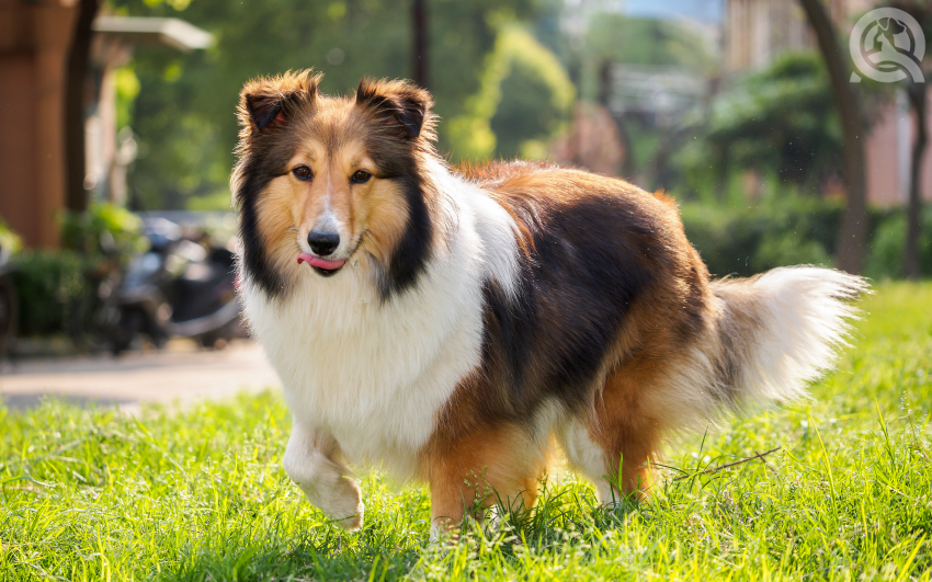 Travelling with large dogs