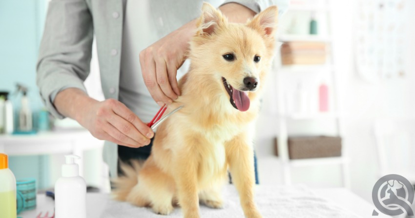 dog grooming class