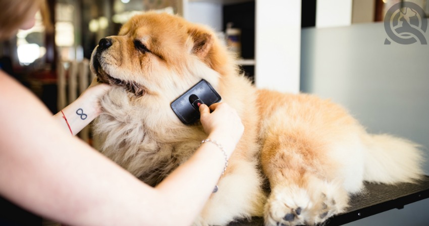 become a dog groomer