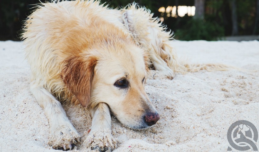 become a dog groomer