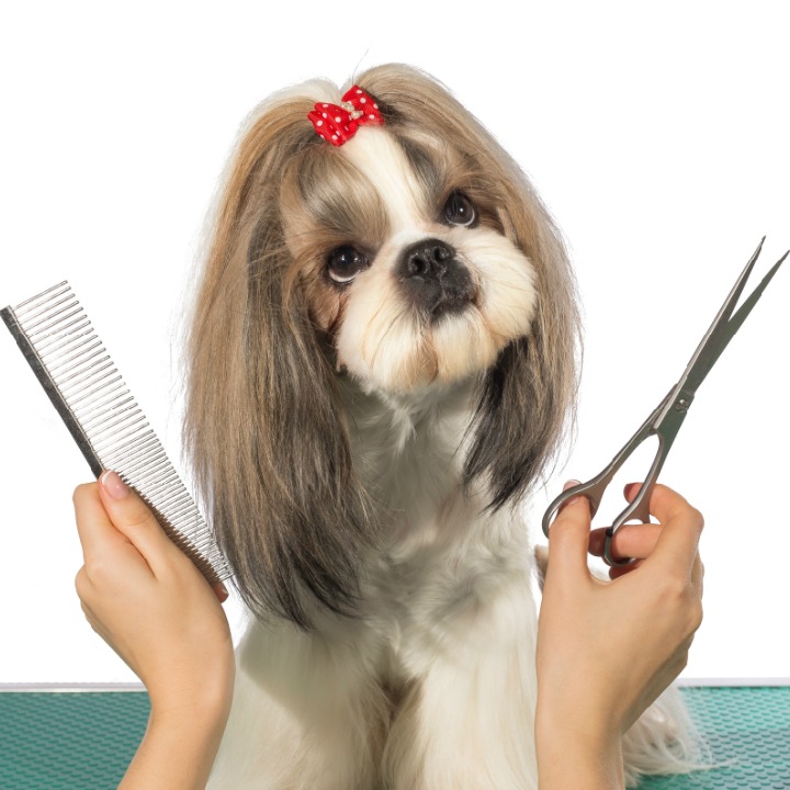 dog grooming class