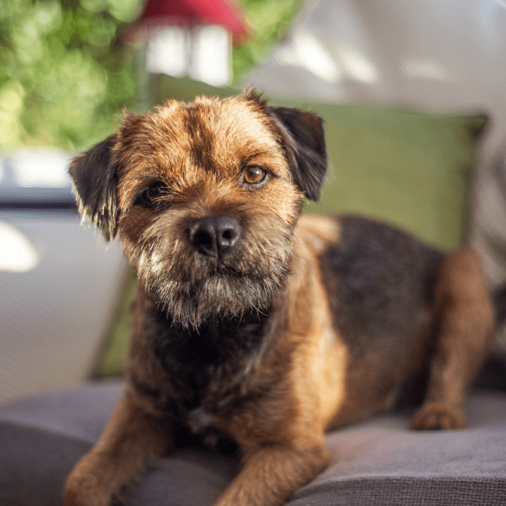 Border Terrier