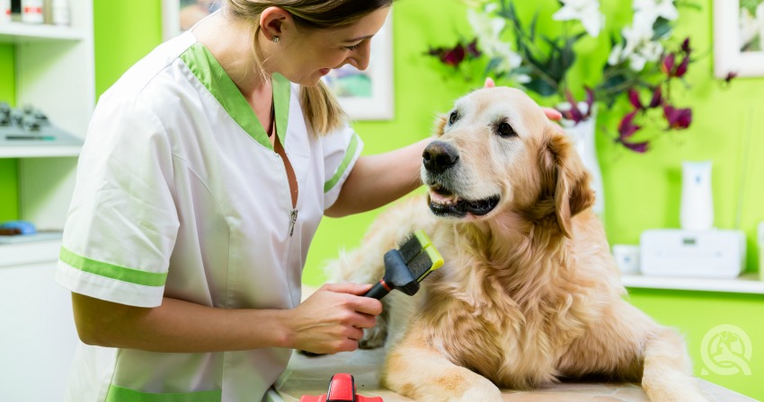 Dog grooming course