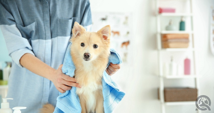 dog grooming course