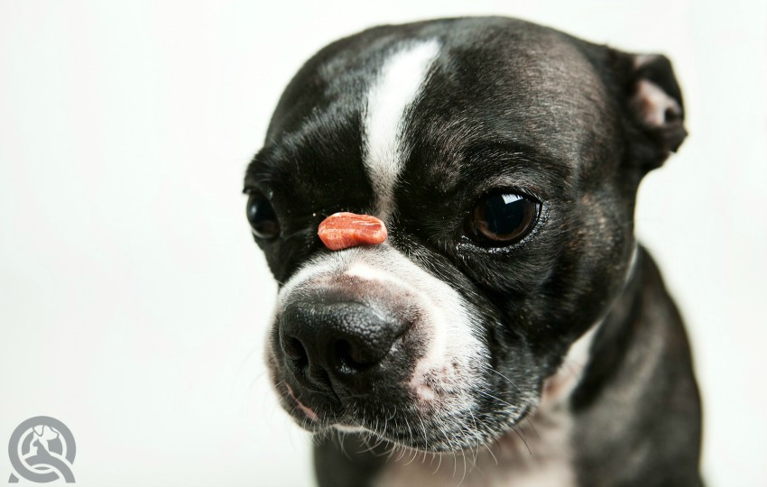 Training dogs as a professional pet groomer