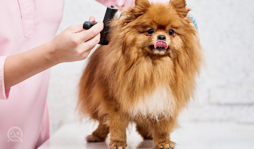 dog grooming certification