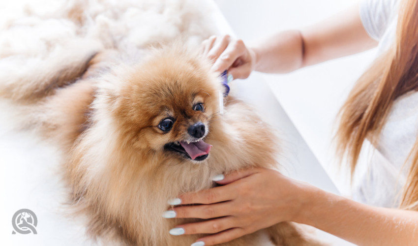 student of dog grooming school practicing brushing dog coat