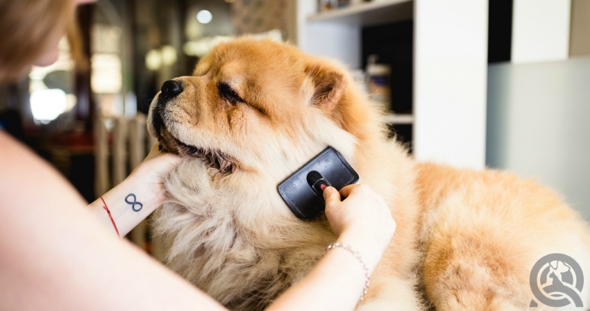 Brushing a Dog