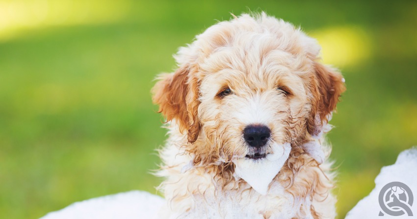 Dog having a bath