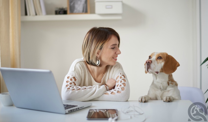 pet grooming course