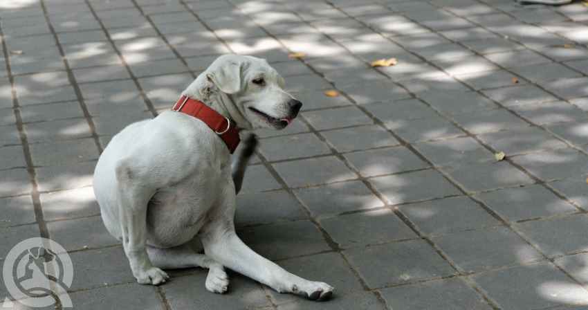 dog grooming course