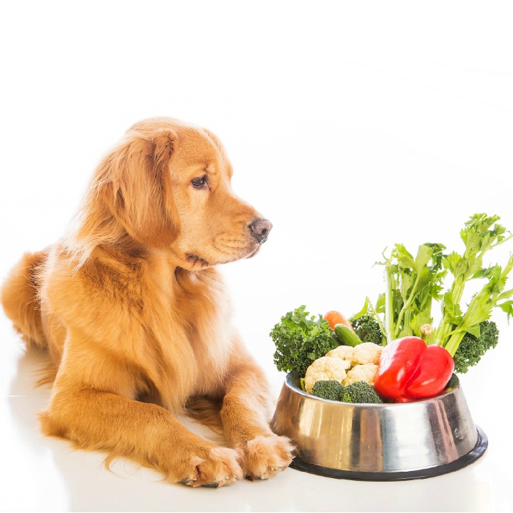 pet vegetarian diet