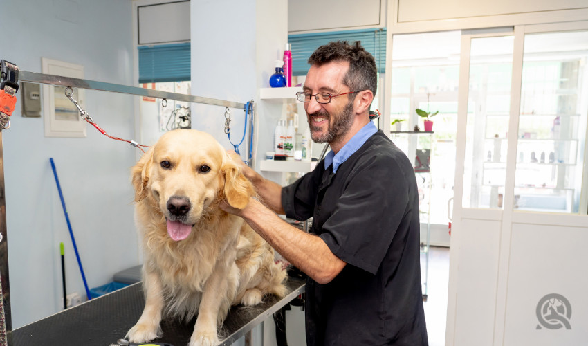 dog grooming course practicing