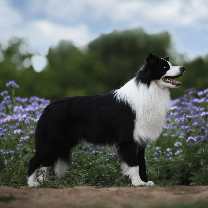 border collie after visit to dog groomer