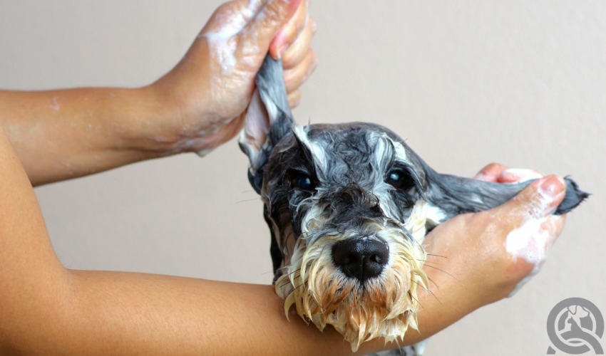 dog grooming course