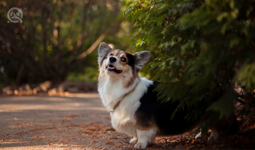 corgi outside