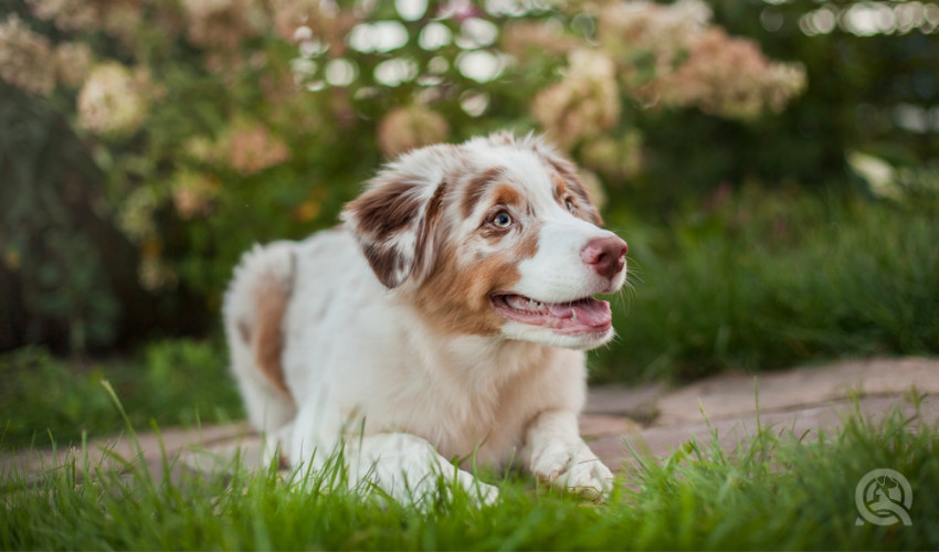 happy dog sitting outside smiling